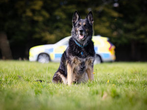 Supporting image for story: 'Police dogs like Keach give us the best years of their lives and they deserve a pension' - adorable retired West Midlands German Shepherd at centre of campaign