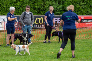 The canine carnival (pic Lions/David Cooper)