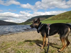 Supporting image for story: Former stray at Dogs Trust Shrewsbury hopes to escape to the country after 18-month wait for a new home