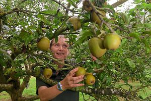 Supporting image for story: Attingham Park in Shrewsbury to celebrate apple harvest