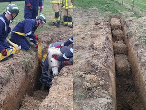 Supporting image for story: Shropshire firefighters step to it to rescue horse stuck in a trench