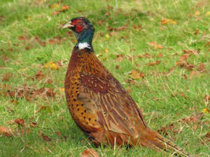 Supporting image for story: Letter: It's time for a ban on shooting birds