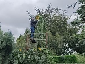 Andrew and his sunflower measuring 20 feet tall