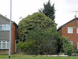 Supporting image for story: Ivy house owner may now face daily fines