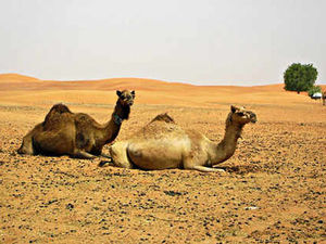 Supporting image for story: Ellesmere firm sets up desert camel dairy