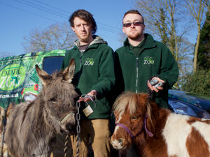 Supporting image for story: £3,000 horse box stolen from Telford Exotic Zoo