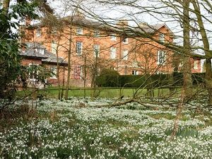 Supporting image for story: Spectacular charity snowdrop walks return