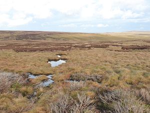 Supporting image for story: Satellite technology used to monitor how bogs ‘breathe’