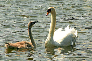 The cygnet is reunited with its mother