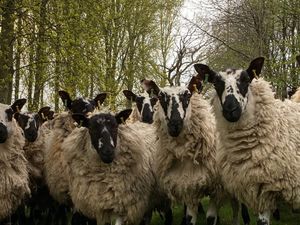 Supporting image for story: Follow the countryside code visitors to Wales over the coming weeks are urged
