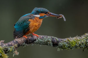 Kingfisher with fish by Norman O'Neill