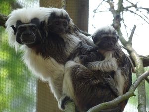 Supporting image for story: Drayton Manor Zoo welcomes endangered baby tamarins