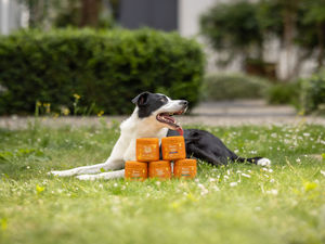 Supporting image for story: From anxious pups to shiny coats – why pet owners are turning to supplements