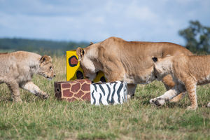 The lion cubs at West Midland Safari Park celebrated their first birthday with gift boxes and the park's adult lions