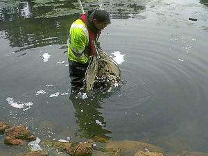 Supporting image for story: Hundreds of fish on move from West Smethwick Park in £35k blitz