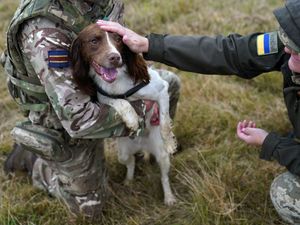Supporting image for story: Military dogs save ‘hundreds’ of lives in Ukraine, says handler