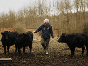 Supporting image for story: Alpaca farm diversifies with adorable Shropshire sheep and Europe's smallest cows