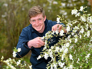 Supporting image for story: Gardeners looking for perfect plant can head to fair at Weston Park