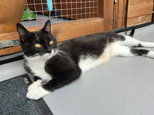 Supporting image for story: Meet nine cute cats with big personalities looking for loving new homes in Shropshire