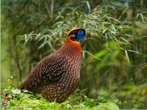 Supporting image for story: David Attenborough describes rare bird’s comical dance routine on Planet Earth