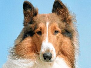 Supporting image for story: How well do you know your Hollywood hounds? Test your knowledge with our quiz