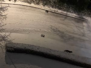 Supporting image for story: WATCH: Lone fox wanders snowy streets in Stourbridge as Storm Goretti sweeps the region