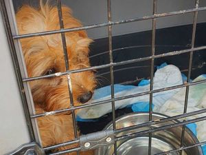 Supporting image for story: Police in Shrewsbury force way into hot car to save dog