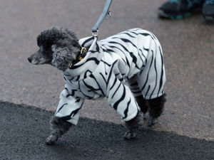 Supporting image for story: Crufts 2018: Highlights of day one at the Birmingham NEC event - with pictures and top clips