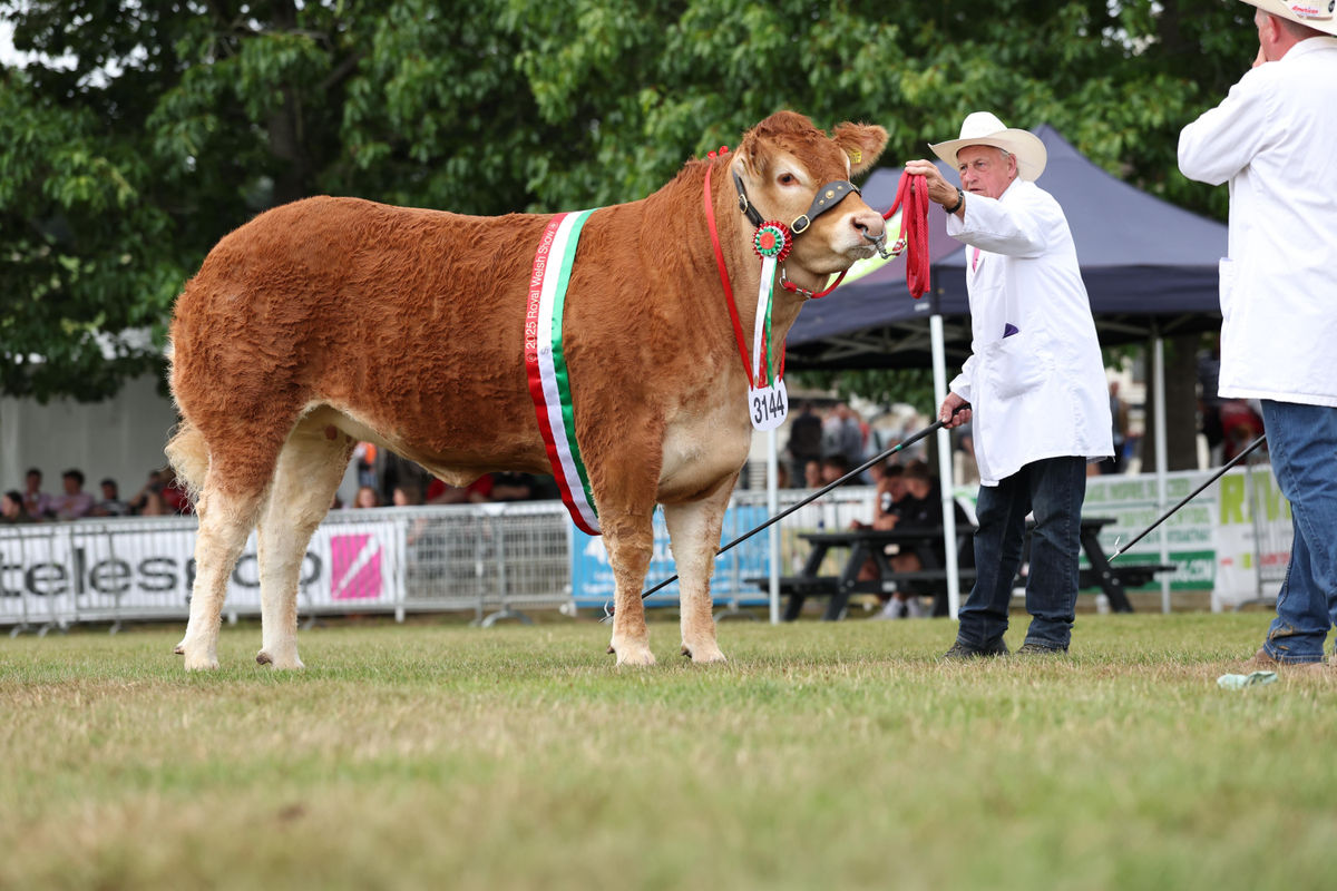 Royal Welsh Show 2025 - a Week of Spectacular Celebrations and Outstanding Success