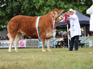 Supporting image for story: Royal Welsh Show 2025 - a Week of Spectacular Celebrations and Outstanding Success