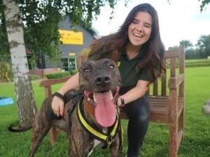 Supporting image for story: Seventeen adorable Shropshire pups who are waiting for their 'forever home'
