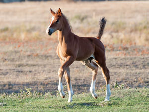 Supporting image for story: Legendary show jumping horse cloned by Shropshire firm