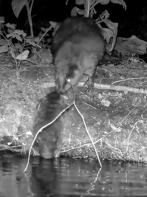 Baby beavers have been born in Staffordshire for the first time in 400 years.