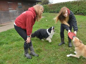 Supporting image for story: Doggy day care comes to county