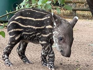 Supporting image for story: Drayton Manor Resort calls on people to help name newborn Tapir