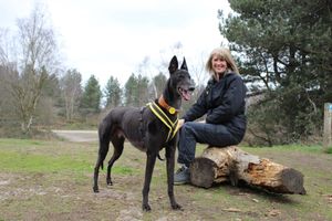 Seven year old Stevie with Dogs Trust volunteer Jane Davies at Haughmond Hill