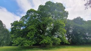 The newly-crowned tree of the year. Picture: Hannah Farnell