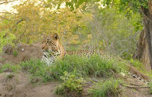 Kruger Leopard 2 - John Gainham - First place -General section