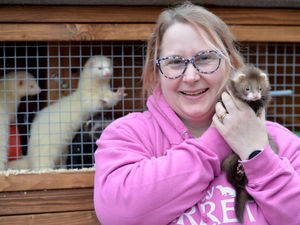 Supporting image for story: Miracle ferret defies odds at Rugeley rescue centre