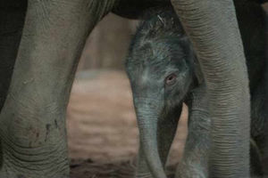 Supporting image for story: Chester Zoo welcomes rare arrival