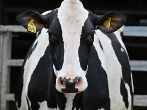 Supporting image for story: Sale of pedigree Holsteins set to take place Shrewsbury Auction Centre  