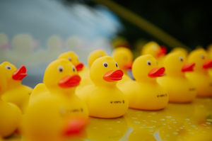 Hello ducky. Ludlow Duck Race 2024 at the Dinham Bridge in Ludlow..