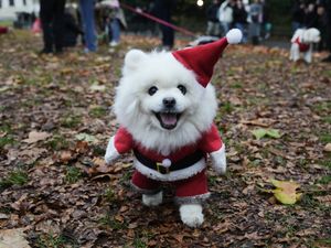 Supporting image for story: Deck the paws: Dozens of dogs don Christmas jumpers for parade