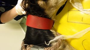 The RSPCA is now searching for the person who dumped the dog