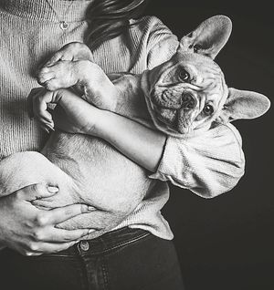Rachel loves having dogs around in her studio