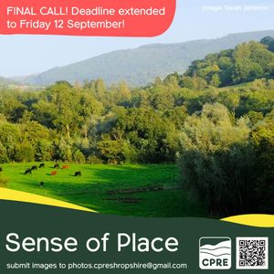 Cattle near Whitcott Keysett, Clun Valley