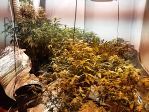 Supporting image for story: Drugs seized and suspects arrested after five raids near Wrexham
