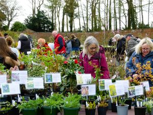 Supporting image for story: Eccleshall garden to host return of Plant Hunters’ Fairs this Sunday