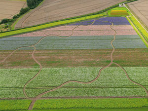 Aerial pics over the colourful Shropshire Petals Confetti field, Lynn South Farm, Newport