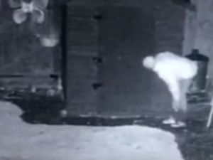 Supporting image for story: Lights . . . and action! Raider scared off by sensor light in Aldridge garden – with video